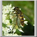 Helophilus pendulus - Gemeine Sumpfschwebfliege 03.jpg